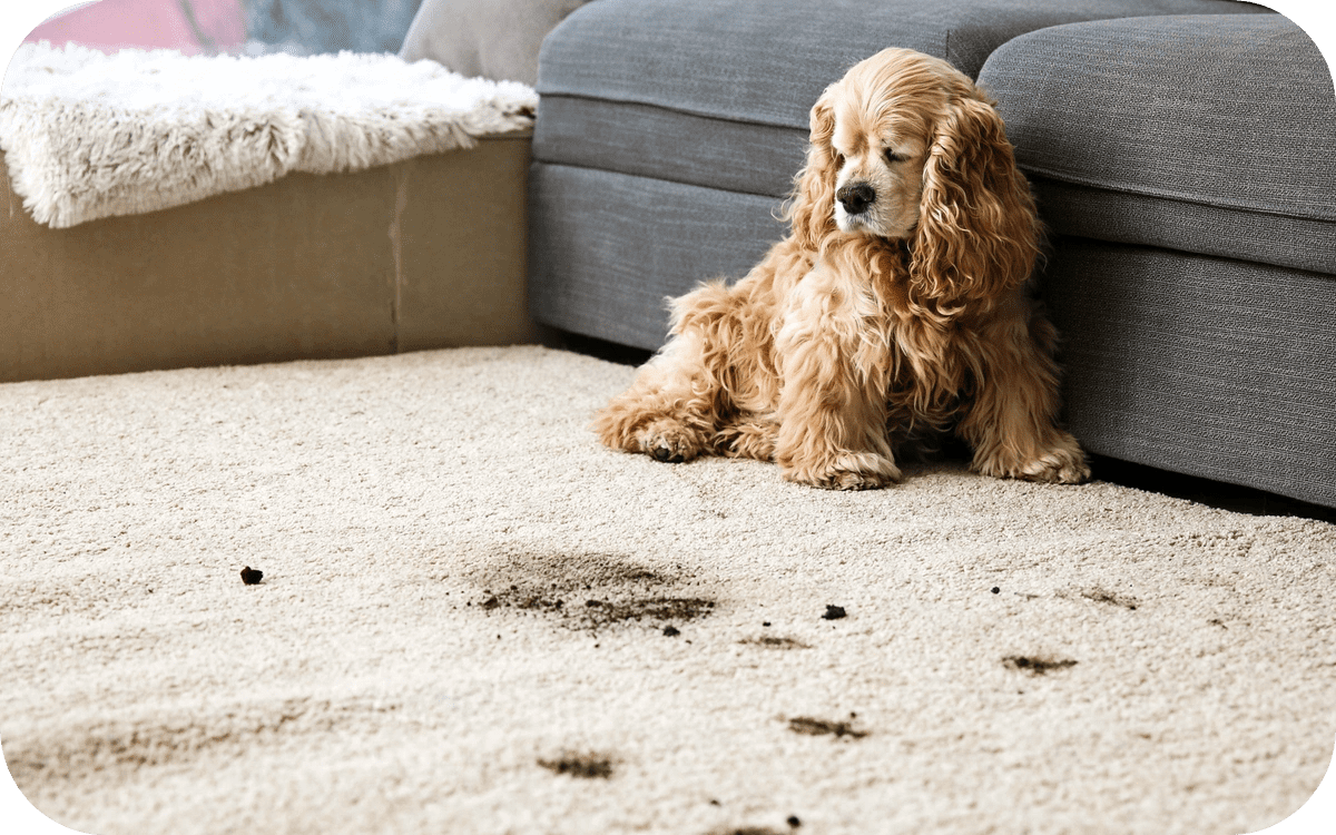 pet odour Removal Christchurch